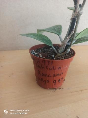 hoya latifolia pm 8 nummer H971 beschikbaar voor biedingen