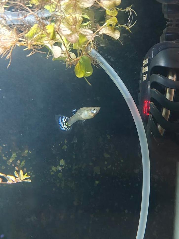 Guppen man vrouw, Dieren en Toebehoren, Vissen | Aquariumvissen, Vis