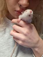 ❤️Tamme ratten 😍  rittens laatste 2! Broertjes, Dieren en Toebehoren, Knaagdieren, Rat, Meerdere dieren, Tam, Oktober