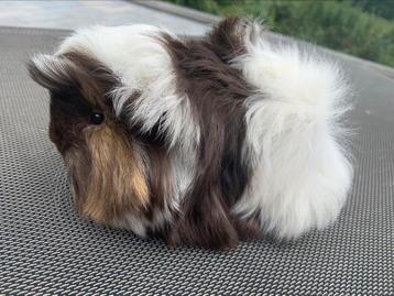 Langharige Peruvian ~ cavia 6 wkn, CS Bliss🤎🤍 beschikbaar voor biedingen