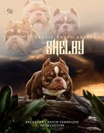 𝑫𝑬𝑲𝑹𝑬𝑼 𝑨𝑨𝑵𝑮𝑬𝑩𝑶𝑫𝑬𝑵 american bully MicroExotic, Dieren en Toebehoren, Rabiës (hondsdolheid), Reu, Eén hond, 3 tot 5 jaar