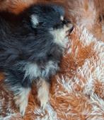 Black and tan pomeriaan/pomeranian pup reutje bearface, Dieren en Toebehoren, Reu, 8 tot 15 weken, Eén hond, Nederland