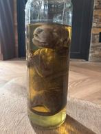 Baby bulldog op sterk water, Ophalen, Zo goed als nieuw