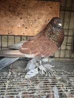 Hollands kropper, Dieren en Toebehoren, Meerdere dieren, Postduif