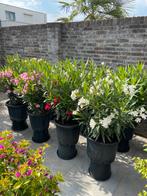 Prachtige forse oleanders in ruime potten aangeboden!!, Volle zon, Vaste plant, Zomer, Ophalen