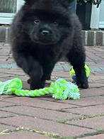 mini chow chow reutje, Eén hond, Nederland, Particulier, Reu