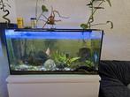 Aquarium met vis and alles producten, Dieren en Toebehoren, Ophalen of Verzenden, Zo goed als nieuw, Overige typen