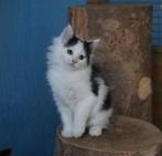 2 lieve x Maine Coon kittens, Dieren en Toebehoren, Katten en Kittens | Raskatten | Langhaar, Poes, Ontwormd, 0 tot 2 jaar