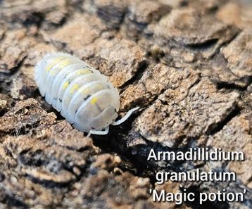Armadillidium granulatum 'Magic potion' beschikbaar voor biedingen