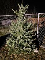 kerstboom. Bijna gratis, Ophalen, Volle zon, Overige soorten