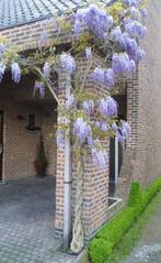 Blauwe regen plant, Tuin en Terras, Planten | Bomen, Ophalen