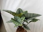Alocasia Platinum, Overige soorten, In pot, Minder dan 100 cm, Groene kamerplant