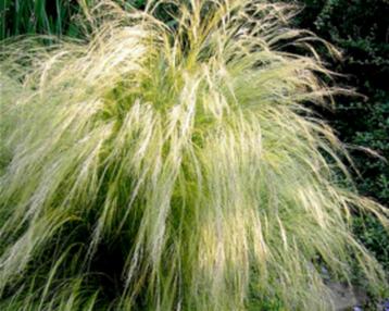 Stipa tenuissima Thinny beschikbaar voor biedingen