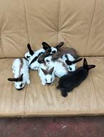 8 jonge lotharinger konijnen te koop, Dieren en Toebehoren, Konijnen, Meerdere dieren