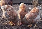 Te koop 1 haan 2 hennen wyandot kriel goud blauw, Dieren en Toebehoren, Pluimvee, Meerdere dieren, Kip