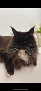 Maine coon herplaatser 2 dames, Poes, Gechipt, 3 tot 5 jaar