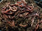 tiger wormen met biologische "starter" compost, Compost, Ophalen