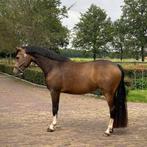 4 jarige E pony te koop!, Dieren en Toebehoren, Met stamboom, B, 3 tot 6 jaar, Recreatiepony