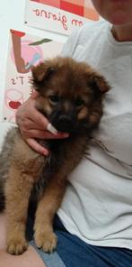 Dwergkeeshond pups zoeken een gouden mandje, België, Particulier, 8 tot 15 weken, Meerdere