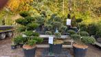 Groenblijvende bomen (bonsai) 10% korting !! Japanse tuin, Ophalen, Bloeit niet, Halfschaduw, Overige soorten