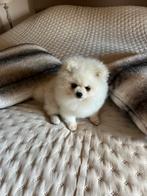 Teacup pommeriaantje, Dieren en Toebehoren, Honden | Chihuahua's en Gezelschapshonden, België, Particulier, Rabiës (hondsdolheid)