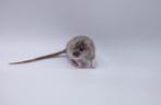 Wachtlijst (dwerg)ratjes geopend!  6xM beschikbaar!, Dieren en Toebehoren, Knaagdieren, Rat, December, Meerdere dieren, Tam
