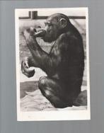 2295 Oude kaart diergaarde Blijdorp chimpansee Jimmy, Wild dier, Gelopen, Verzenden