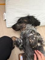 Cocker spaniël tri color, Dieren en Toebehoren, Honden | Retrievers, Spaniëls en Waterhonden, België, Particulier, Rabiës (hondsdolheid)
