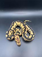 Diverse koningspythons…, Dieren en Toebehoren, Slang, 0 tot 2 jaar