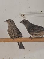 Mexicaanse roodmus poppen, Vrouwelijk, Tropenvogel