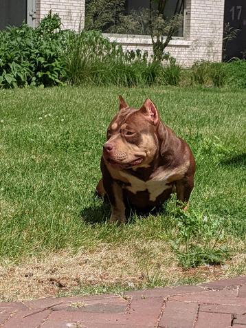 American bully micro teef beschikbaar voor biedingen