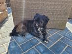 Ervaren Dekreu shih tzu Boomer ter dekking niet tekoop, Rabiës (hondsdolheid), Reu, 1 tot 2 jaar, Eén hond