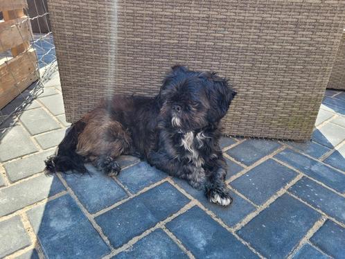 Ervaren Dekreu shih tzu Boomer ter dekking niet tekoop, Dieren en Toebehoren, Honden | Dekreuen, Reu, Particulier, Eén hond, Nederland