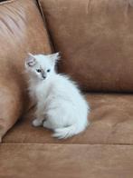 Ragdoll lilac point kitten. ( laatste uit het nest), Dieren en Toebehoren, Katten en Kittens | Raskatten | Langhaar, Meerdere dieren