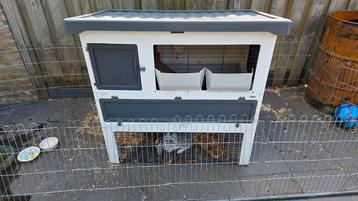 2 vrouwtjes konijnen met hok te koop. beschikbaar voor biedingen
