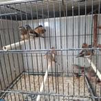 Diverse tropen, Dieren en Toebehoren, Vogels | Overige Vogels, Meerdere dieren