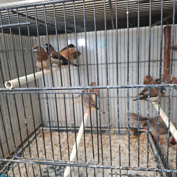 Diverse tropen, Dieren en Toebehoren, Vogels | Overige Vogels, Meerdere dieren