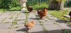 Cochin kriel, Dieren en Toebehoren, Pluimvee, Vrouwelijk, Kip
