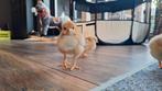 Broeden op bestelling, Dieren en Toebehoren, Geslacht onbekend, Kip