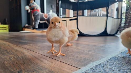 Broeden op bestelling, Dieren en Toebehoren, Pluimvee, Kip, Geslacht onbekend