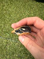 Roodbuik Spitskopschildpad (Emydura subglobosa), Dieren en Toebehoren, Schildpad, 0 tot 2 jaar