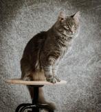 2 Maine Coon Dekkater (niet te koop), Poes