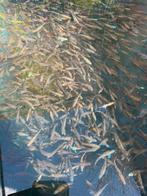 Rainbow Shiners, Ophalen, Nieuw