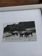 WILDE ZWIJNEN. 1958, Ophalen of Verzenden, 1940 tot 1960