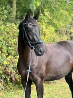Knappe 3 jarige KWPN merrie, Merrie, 3 tot 6 jaar