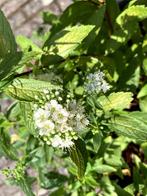 Spirea (wit), Tuin en Terras, Planten | Tuinplanten, Volle zon, Vaste plant, Zomer, Ophalen