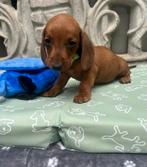 Teckel puppy's, Dieren en Toebehoren, Honden | Teckels en Dashonden, Standaard, CDV (hondenziekte), 8 tot 15 weken, Korthaar
