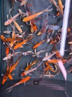 Import HQ Vlinderkoi mix ca 16/ 18 cm - Koidreams Valburg, Karper of Koi