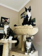 Maincoon Kittens, Meerdere dieren, Langharig, 0 tot 2 jaar