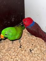 Edelpapegaaien koppel ️, Dieren en Toebehoren, Vogels | Parkieten en Papegaaien, Meerdere dieren, Parkiet